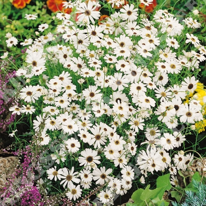 Picture of Brachycome iberidifolia - White Splendour